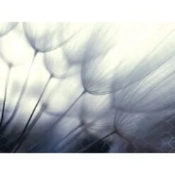 Red Roof Inn® Dandelion Flower 36wx24h Canvas Print W/espresso Frame