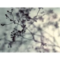 Red Roof Inn® Branches & Berries 36Wx24H Canvas Print